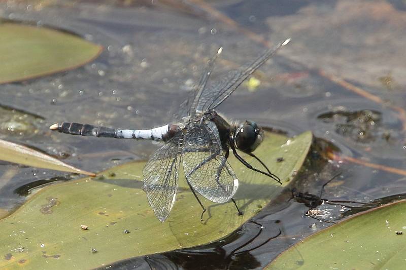 J18_0719 Leucorrhinia caudalis male.JPG